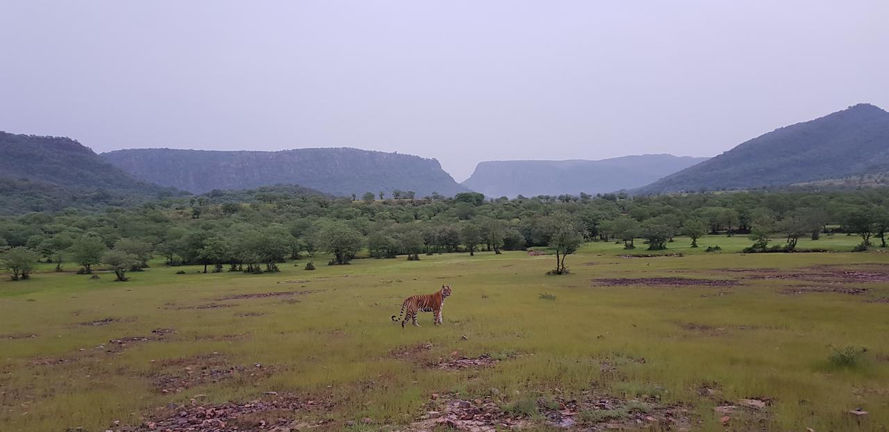 Travel Soul Bed & Breakfast Sawai Madhopur Eksteriør billede